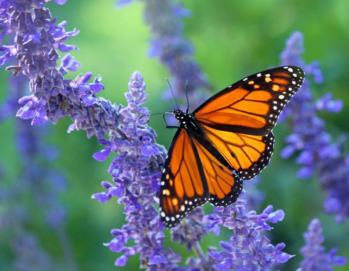 Ocean Park Estate and Gardens Inc.