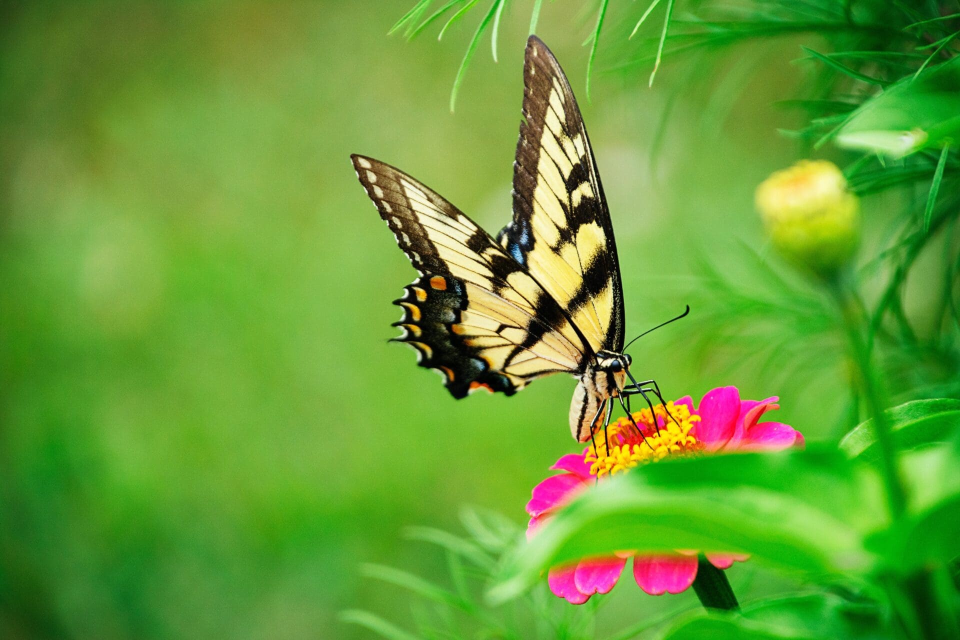 Butterfly on Flower