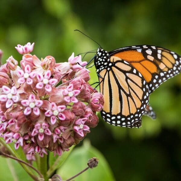milkweed-plant-monarch-butterfly-shutterstock-com_12623 milkweed-plant-monarch-butterfly-shutterstock-com_12623